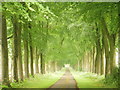 Tree-lined avenue to the west of Boswells Farm