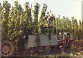 Hop Picking at Cold Green Farm