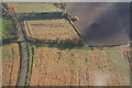 Miscanthus fields by Fanthorpe Lawn Farm