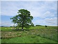 Damp field, Drumore