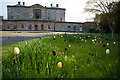 NU2417 : Tulips at Howick Hall by Phil Champion