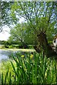 Willow Pollard and Peldon Pond