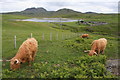 NM4267 : Highland cattle by Des Colhoun