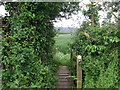 Path through hedge gap near caravan park