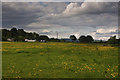 Buttercups & Clouds