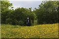 Buttercups in Bloom