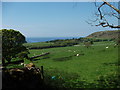 Across the coastal grassland