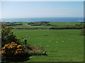 Sheep and cattle on the coastal grassland