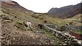 NG8927 : Cattle, Bundalloch by Richard Webb