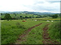 Cows graze in a field between Cradoc and Battle, Powys