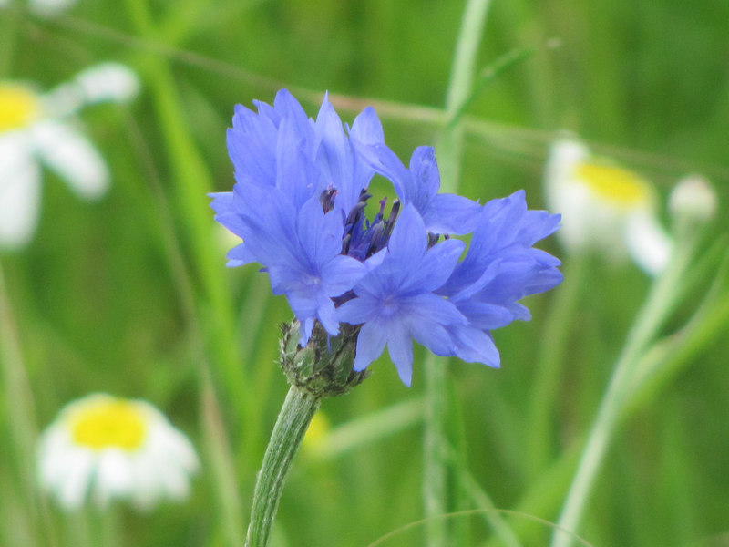 A Cornflower in the Cornfield at College... © Chris