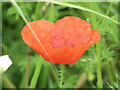 SP9314 : Corn Poppy in Cornfield at College Lake by Chris Reynolds