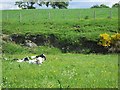 Sleeping calves