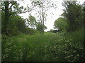 Overgrown track at Stanfield