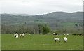 Pasture south-west of Newbridge, Powys