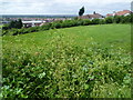 View from Pollards Hill