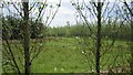 Young woodland, Drumclog