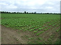 Crop field, East Firsby