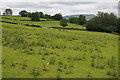 Farmland near Cefn Coch Farm