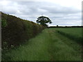 SK9386 : Hedgerow and field near Fillingham Grange by JThomas