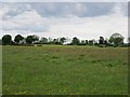 Hay (or silage) meadow