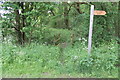 Footpath along Thistle Storr Wood