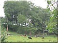 Cattle, Cathkin Braes