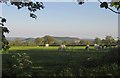 Cattle by Viney Lane