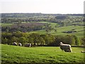 Sheep on Stockland Hill