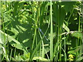 Damselfly at rest