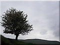 SK1284 : Hawthorn Tree by Stephen Burton
