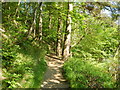 The Bridleway between Rothbury and Thrum Mill