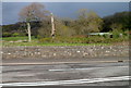 Dead trees near the B4283 junction, Cwrt-y-defaid