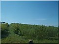 Short Rotation Willow Crop near Greyabbey