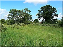 SU1586 : Pickard's Small Field, Gorse Hill, Swindon (2) by Brian Robert Marshall