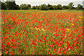 Bassingham poppies