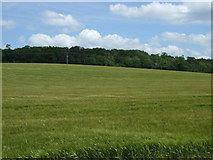 TL1265 : Farmland towards Agdengreen Wood by JThomas