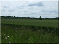 Farmland near Little Staughton