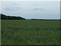 Farmland near Yelden