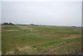TR3655 : Royal Cinque Ports Golf Course by N Chadwick