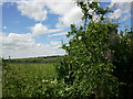 Fields and hedge near Clatford