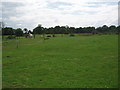 TL2430 : Animals Grazing at Lannock Manor Farm by Bikeboy