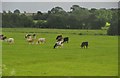 Mendip : Grassy Field & Cows