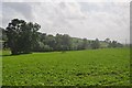 Sedgemoor : Grassy Fields