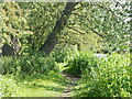 Path Beside the Stour