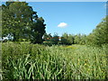 Pond at Tostock