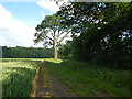 TL9262 : Farm Track at High Rougham by Paul Franks