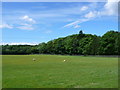 Pasture Field near Cirencester