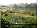 Meadow near Rushford Barton