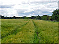 Tramlines in the barley